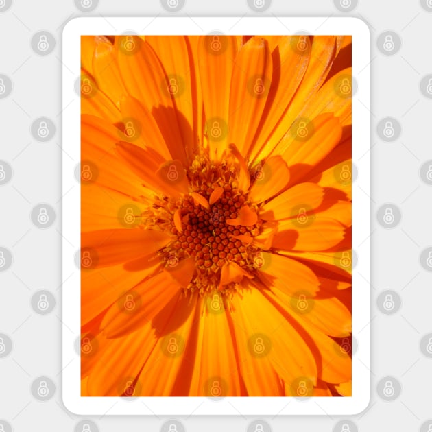 Calendula Sticker by Chris Petty